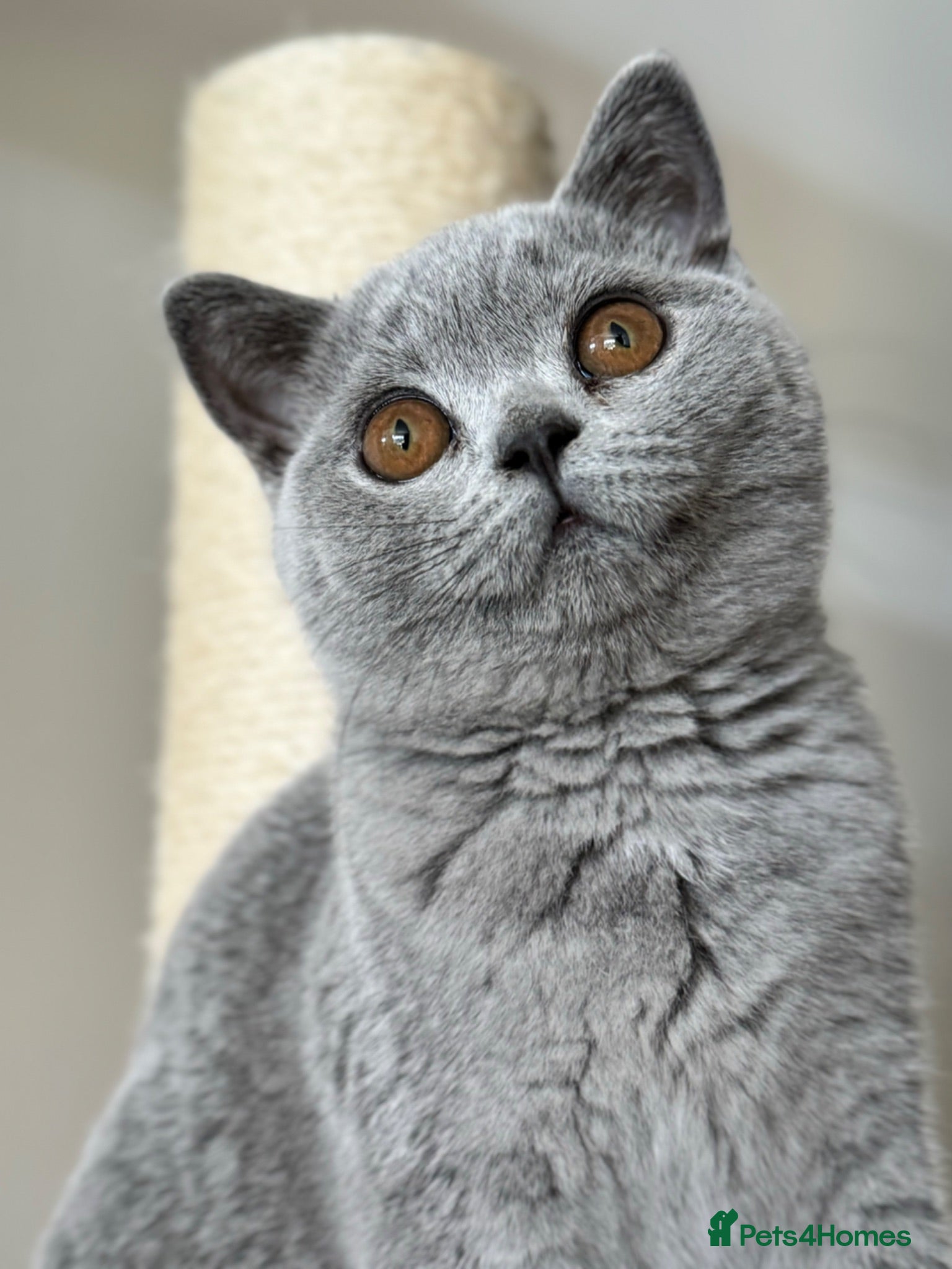 British Shorthair cats Beautiful British Shorthair Kittens Ready July - Advert 1