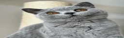 British Shorthair cats for sale: Beautiful British Shorthair Kittens Ready July - Advert 1