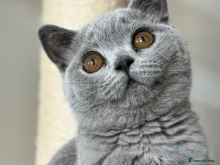 British Shorthair cats Beautiful British Shorthair Kittens Ready July - Advert 1