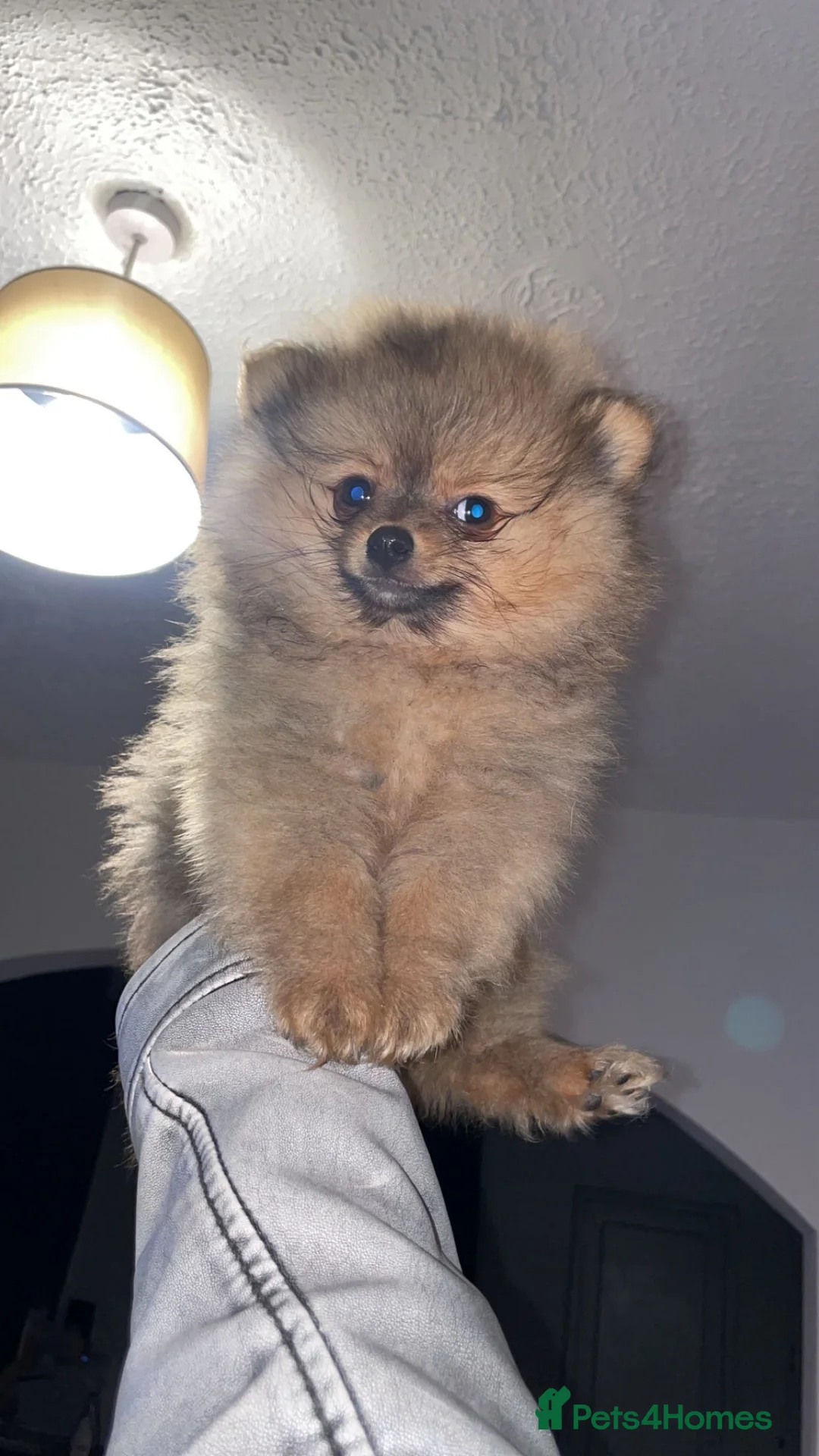 Pomeranian dogs for sale: Pomeranian puppies  - Advert 2