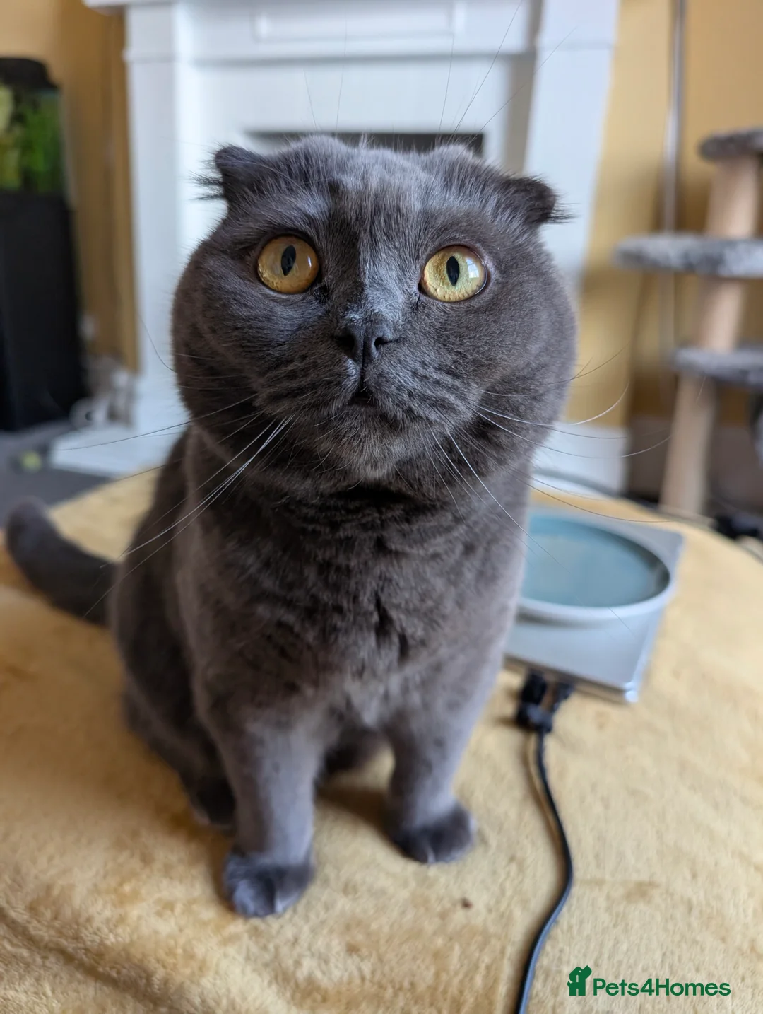 Scottish Fold cats for sale: Beautiful Scottish folds for rehoming  - Advert 2