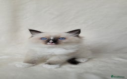 Ragdoll cats for sale: Ragdoll kittens for sale - Image 1