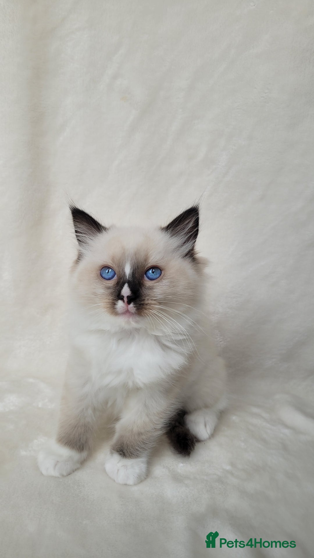 Ragdoll cats for sale: Ragdoll kittens for sale - Image 1