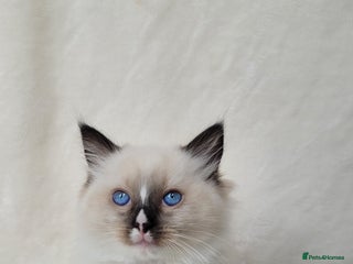 Ragdoll cats - Advert 16