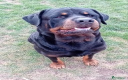 Rottweiler dogs for stud: Rottweiler Stud (Rocco) - Image 6