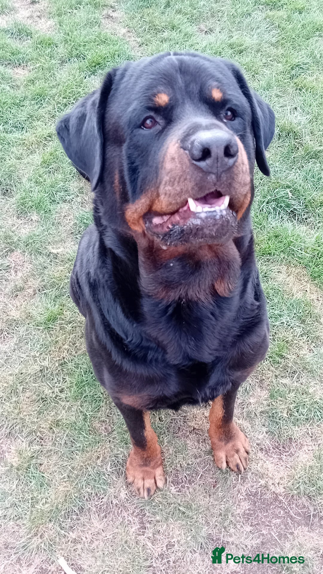 Rottweiler dogs for stud: Rottweiler Stud (Rocco) - Image 6