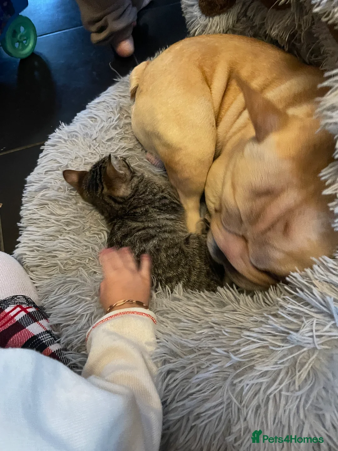 Bengal cats for sale: ❤️INTRODUCING 4 BEAUTIFUL FELINES KITTENS ❤️ - Advert 9