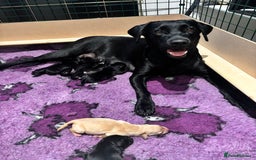 Labrador Retriever dogs for sale: 1 Black Labrador bitch left ready to go now  - Image 25