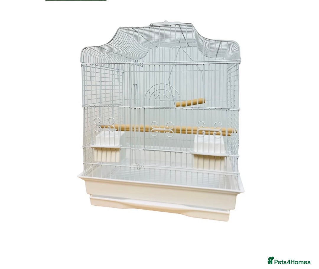 Budgerigars birds for sale: Budgies for sale, cages available, in good health - Advert 19