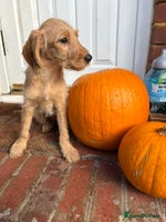 Labradoodle dogs - Advert 14