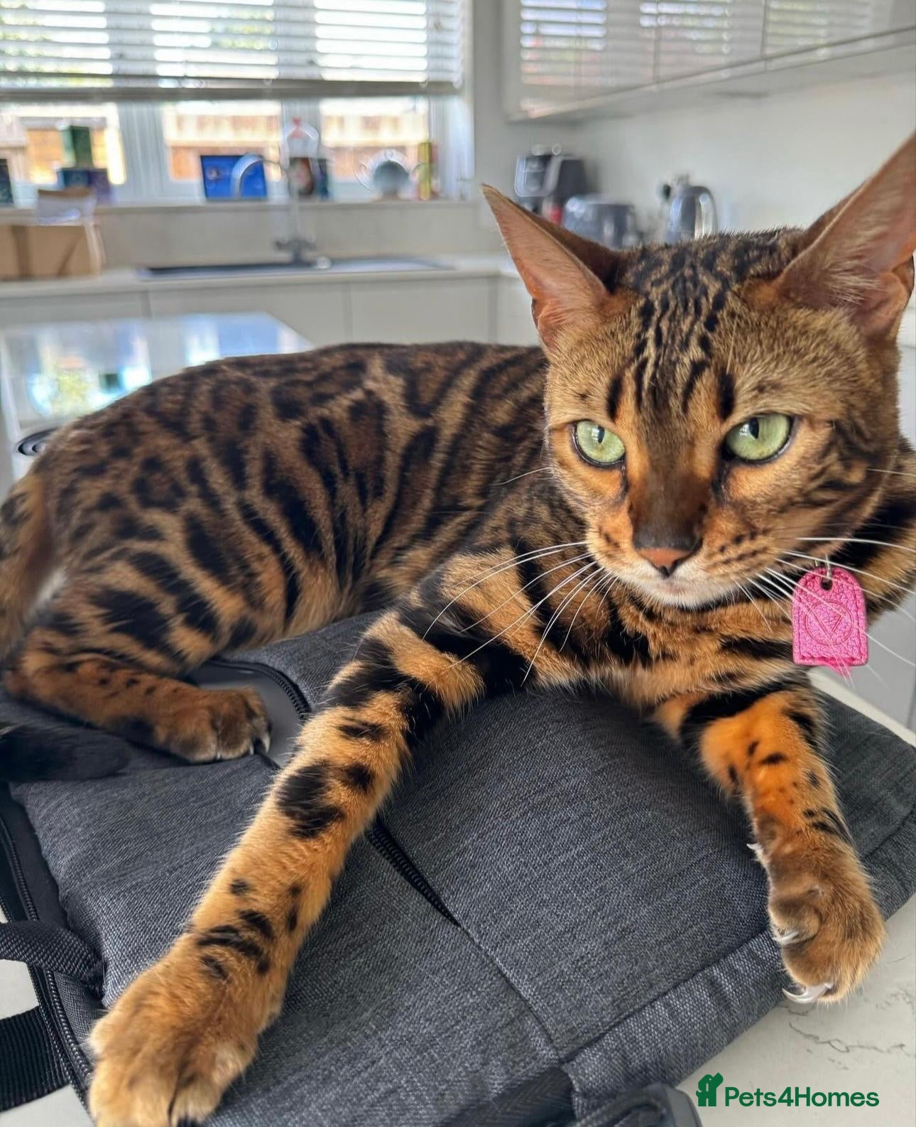 Bengal cats Rare Opportunity - Advert 17