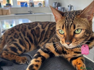 Bengal cats - Advert 26