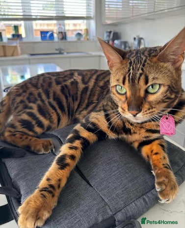 Bengal cats - Advert 15
