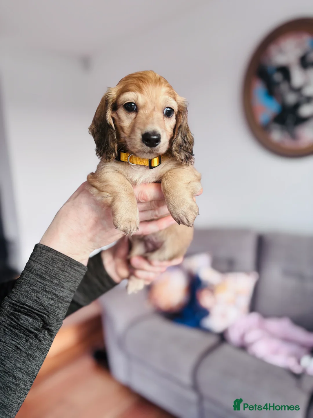Miniature Dachshund dogs for sale: Dachshund miniature longhaired - Advert 5