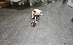 French Bulldog dogs for sale: French bulldog puppies  - Advert 32