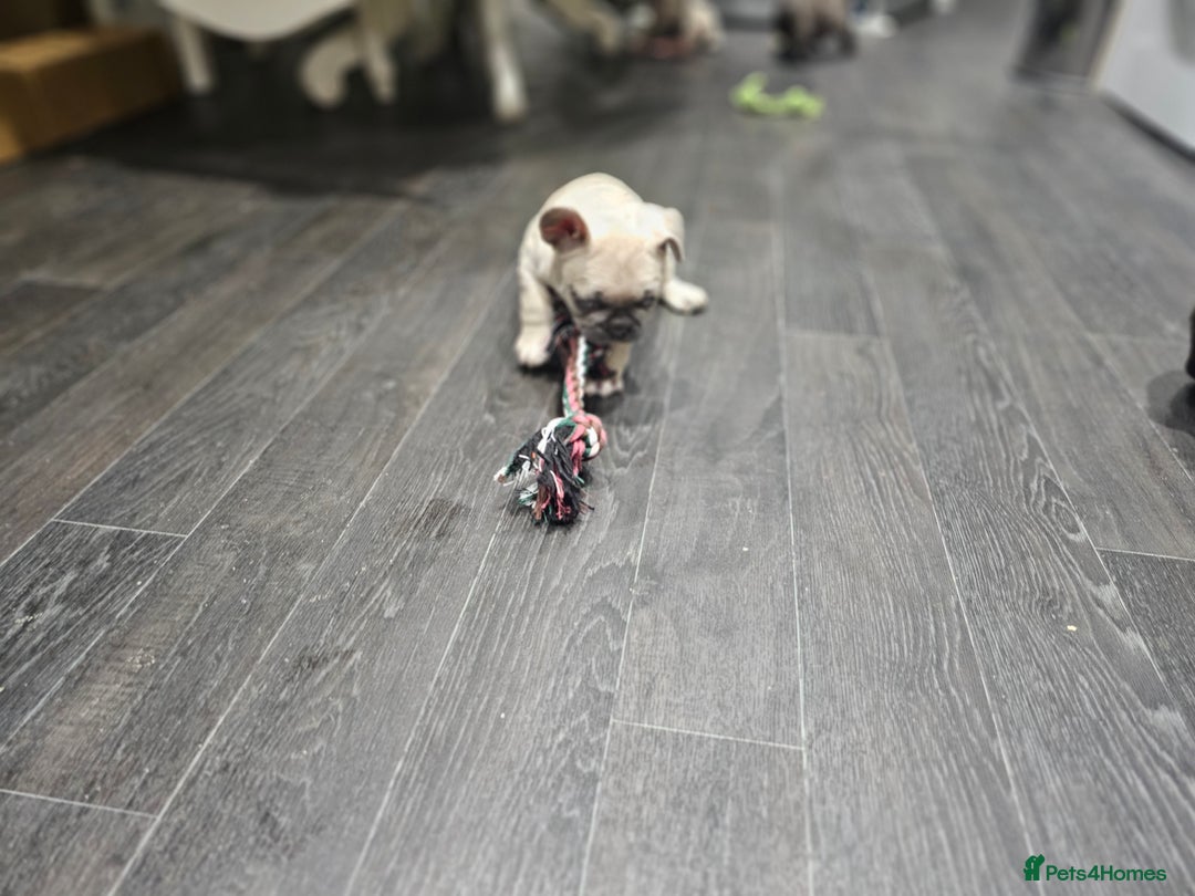 French Bulldog dogs for sale: French bulldog puppies  - Advert 32