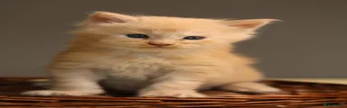 Maine Coon 1