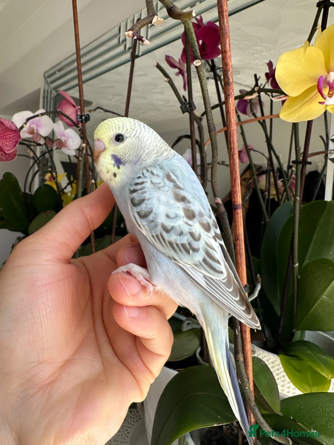 Budgerigars birds for sale: Hand Tame male baby budgies  - Advert 1