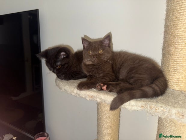 British Shorthair cats - Advert 5