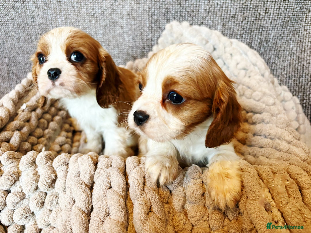 Cavalier King Charles Spaniel dogs for sale: Cavalier King Charles Puppys   - Advert 3