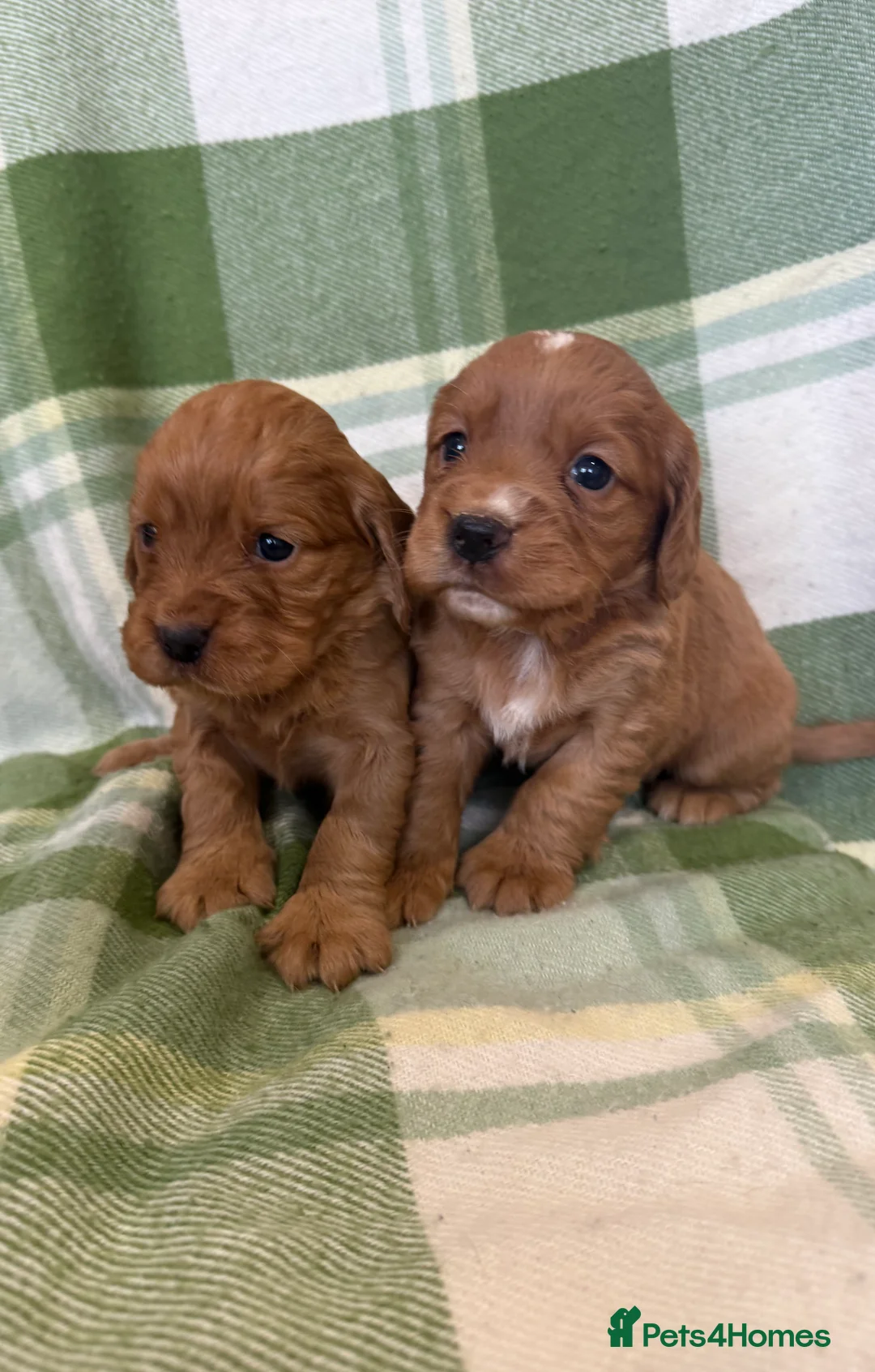Cocker Spaniel dogs for sale: STUNNING COCKER SPANIELS - Advert 1