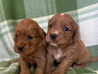 Cocker Spaniel dogs STUNNING COCKER SPANIELS - Advert 1