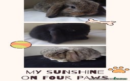 Mini Lop rabbits for sale: Beautiful mini lops available for reserve  - Image 2