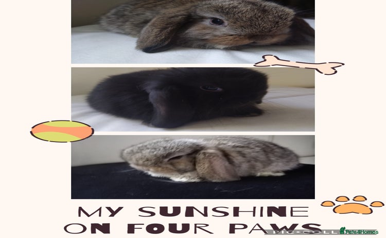 Mini Lop rabbits - Advert 2