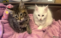 Turkish Angora cats for sale: Gorgeous fluffy Turkish angora cross kittens  - Image 6