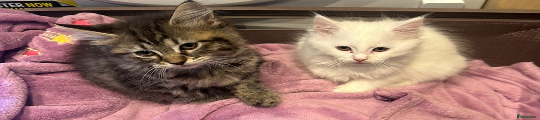 Turkish Angora Kitten 3