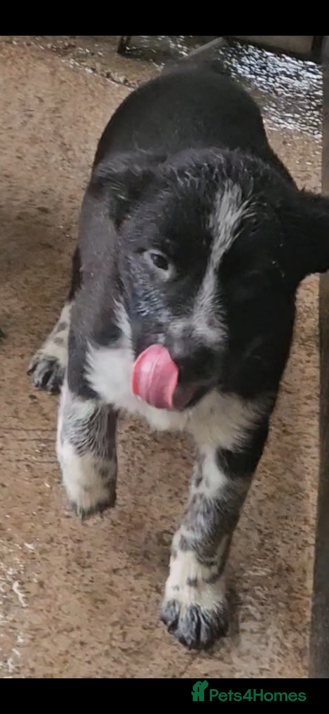 Mixed Breed dogs for sale: AUSTRALIAN CATTLE DOG X COLLIE PUPPIES - Advert 10