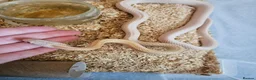 Corn Snake reptiles for sale: Various Corn Snakes for Sale - Advert 3
