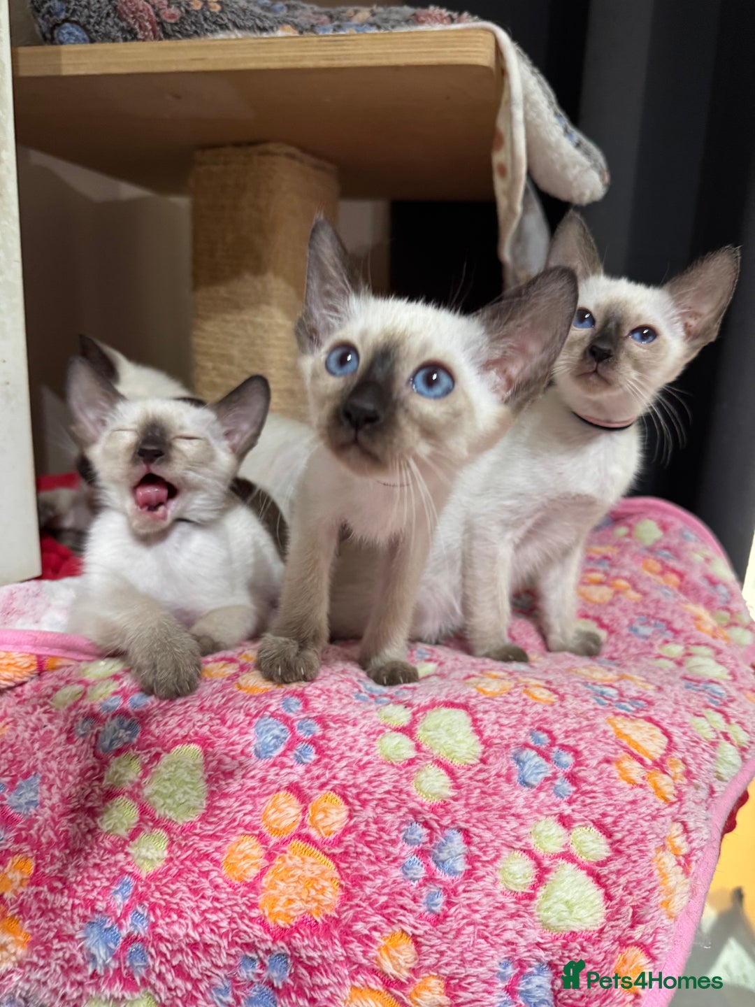 Siamese cats for sale: 1 cute Siamese girl available now-fully vaccinated - Image 9