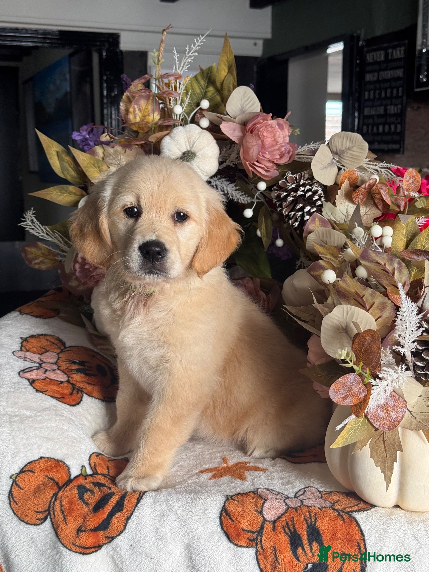 Golden Retriever dogs 2 left kc reg gorgeous golden retriever puppies  - Advert 6