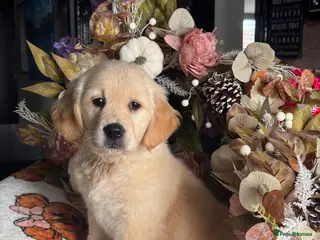 Golden Retriever dogs 2 left kc reg gorgeous golden retriever puppies - Advert 6