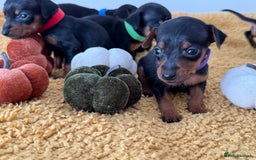 Miniature Pinscher dogs for sale: Miniature Pincher Puppies  - Image 7