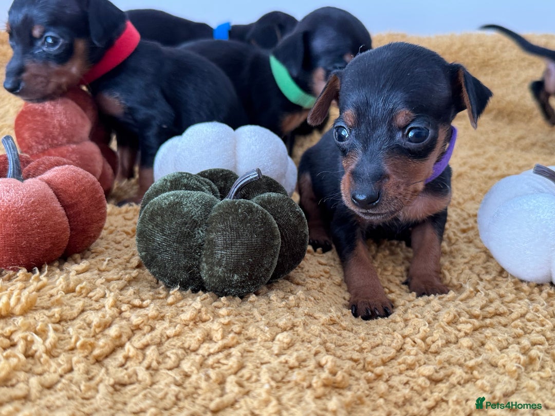 Miniature Pinscher dogs for sale: Miniature Pincher Puppies  - Image 7