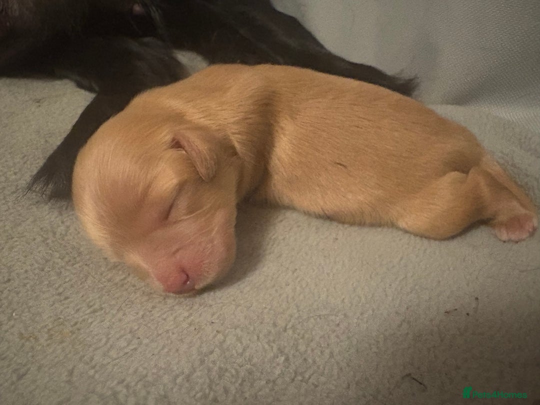 Mixed Breed dogs for sale: Cocker Spaniel X Pomeranian - Advert 12