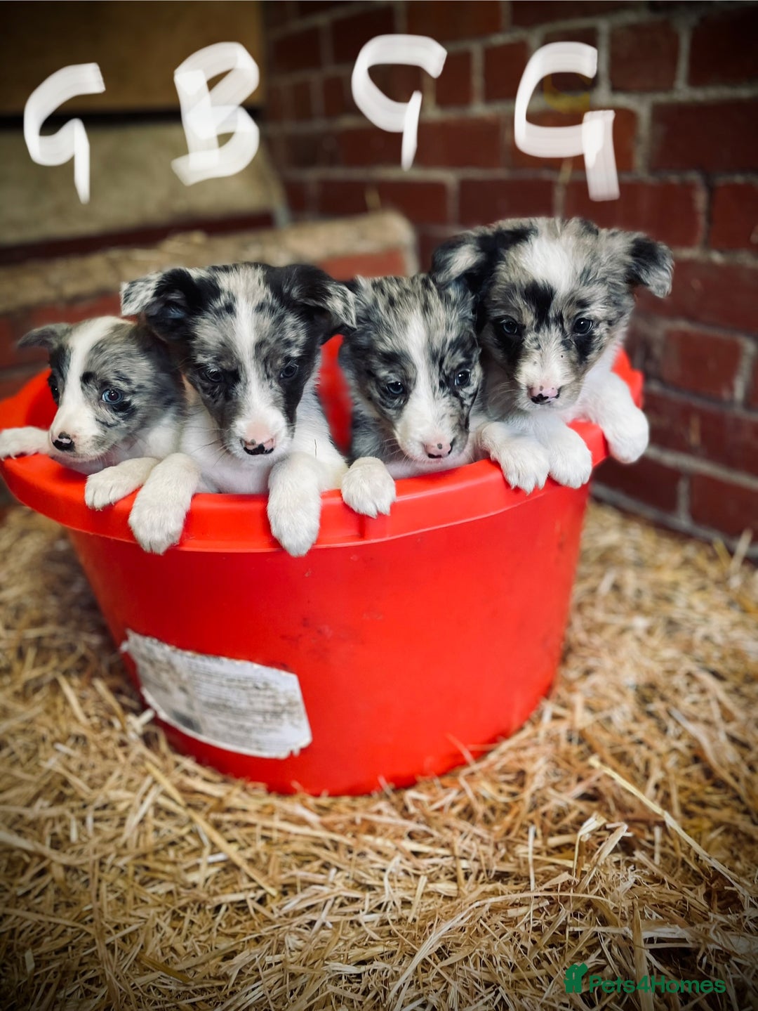 Mixed Breed dogs for sale: Collie x puppies - Image 14