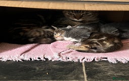 British Shorthair cats for sale: Multicoloured tabby kittens  - Image 1