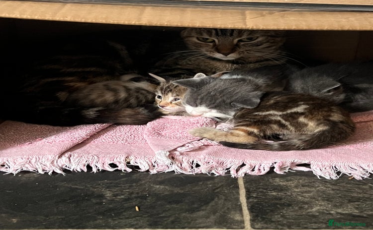 British Shorthair cats - Advert 6