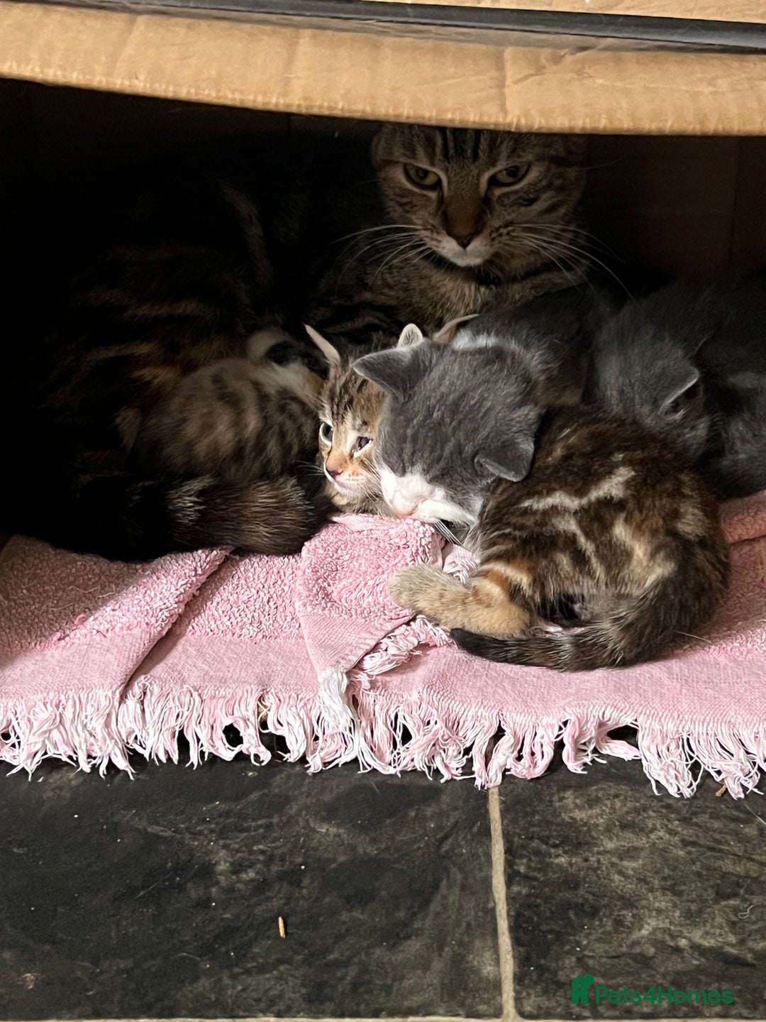 British Shorthair cats for sale: Multicoloured tabby kittens  - Image 1