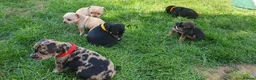 Mixed Breed dogs for sale: Patterdale Terrier x chihuahua puppies  - Advert 2