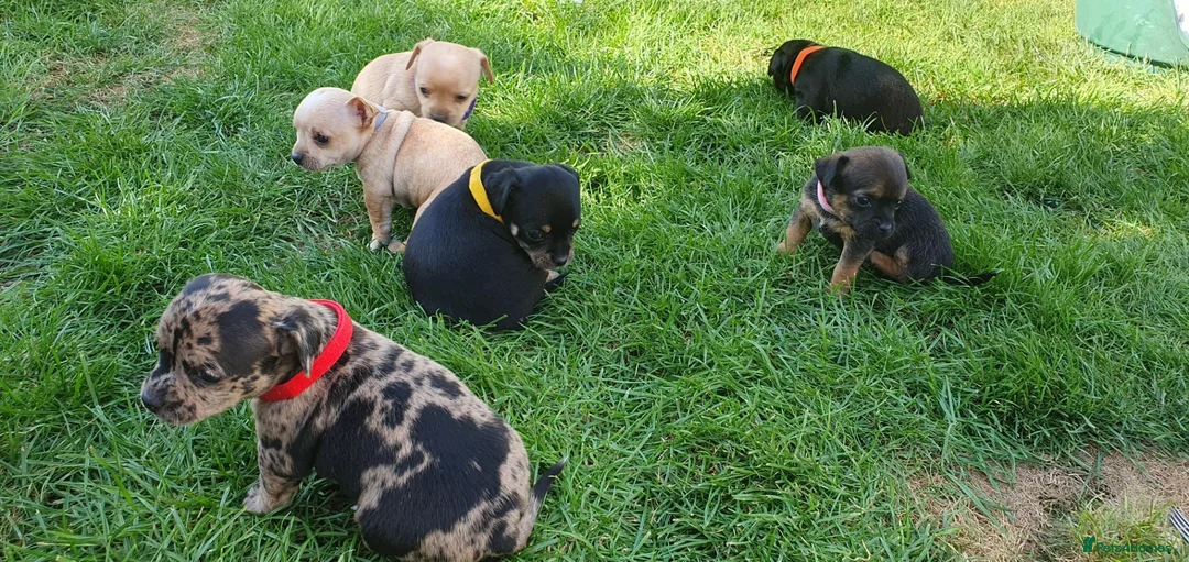 Mixed Breed dogs for sale: Patterdale Terrier x chihuahua puppies  - Advert 2