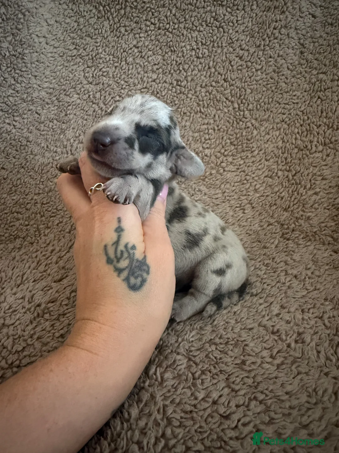 Miniature Dachshund dogs for sale: Perfect Tiny miniature dachshunds  - Advert 1