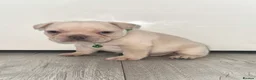 French Bulldog dogs for sale: Stunning French bulldog puppies  - Advert 11