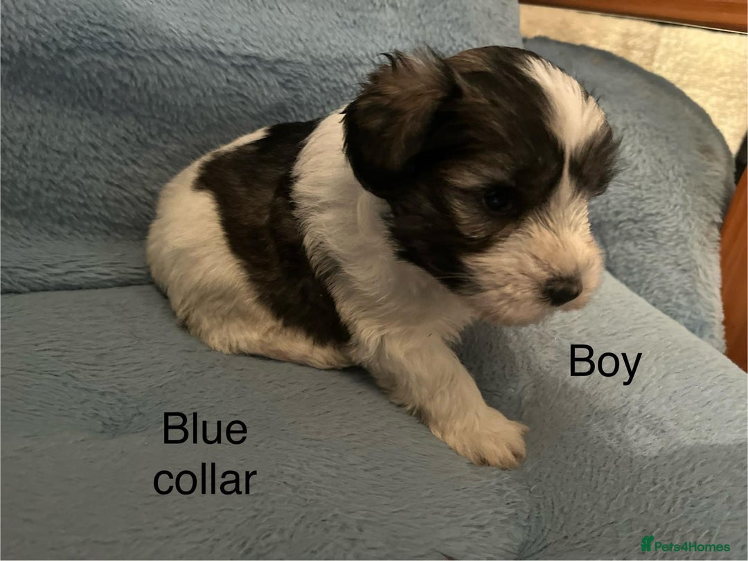 Miniature Schnauzer dogs for sale: OMG ❤️RARE  PEDIGREE PARTI MINIATURE SCHNAUZER  - Advert 36