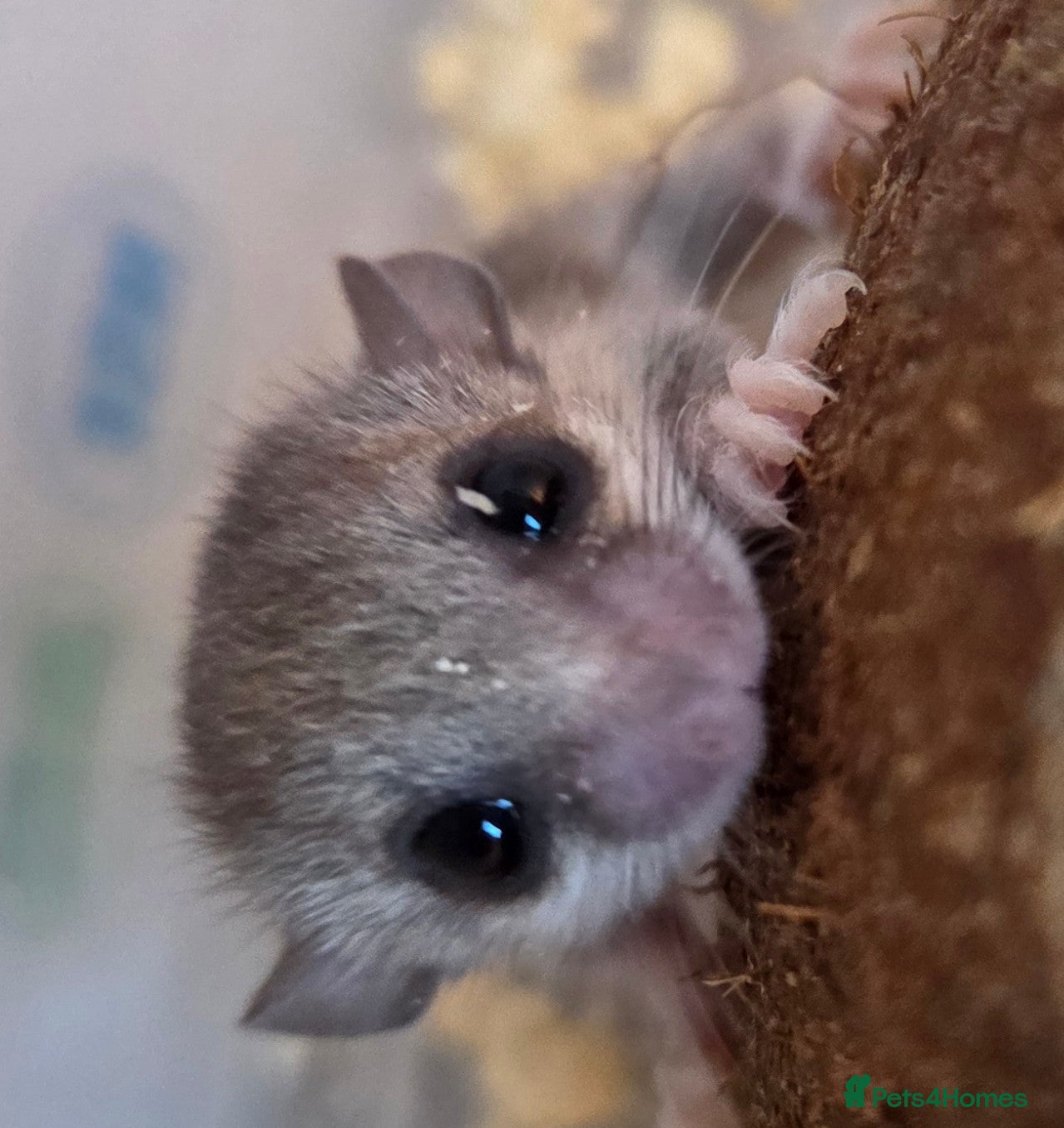 Mouse rodents for sale: ADORABLE MICRO SQUIRRELS FOR SALE - Advert 1
