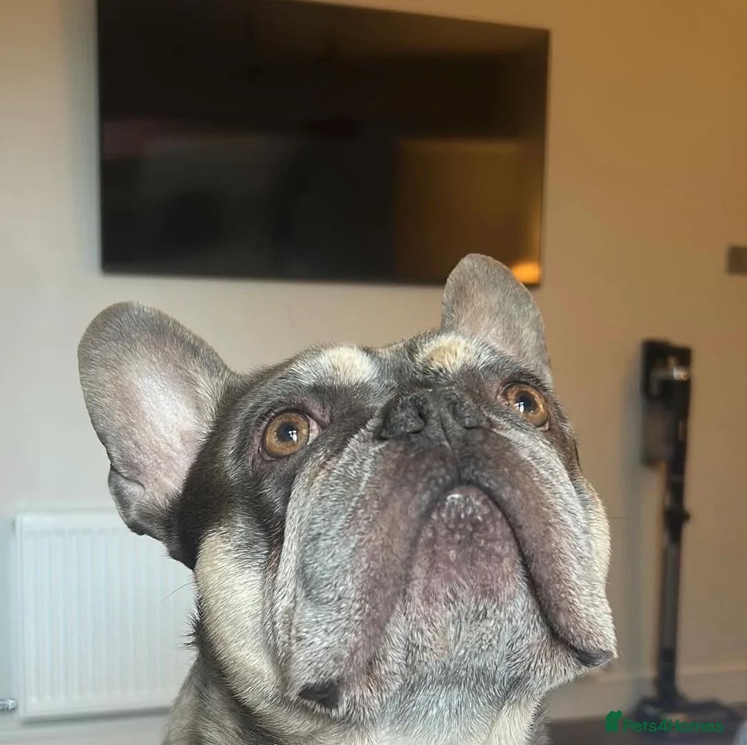 French Bulldog dogs for stud: Perfect Frenchie for Stud - Credit to the breed in Chorley - Advert 24