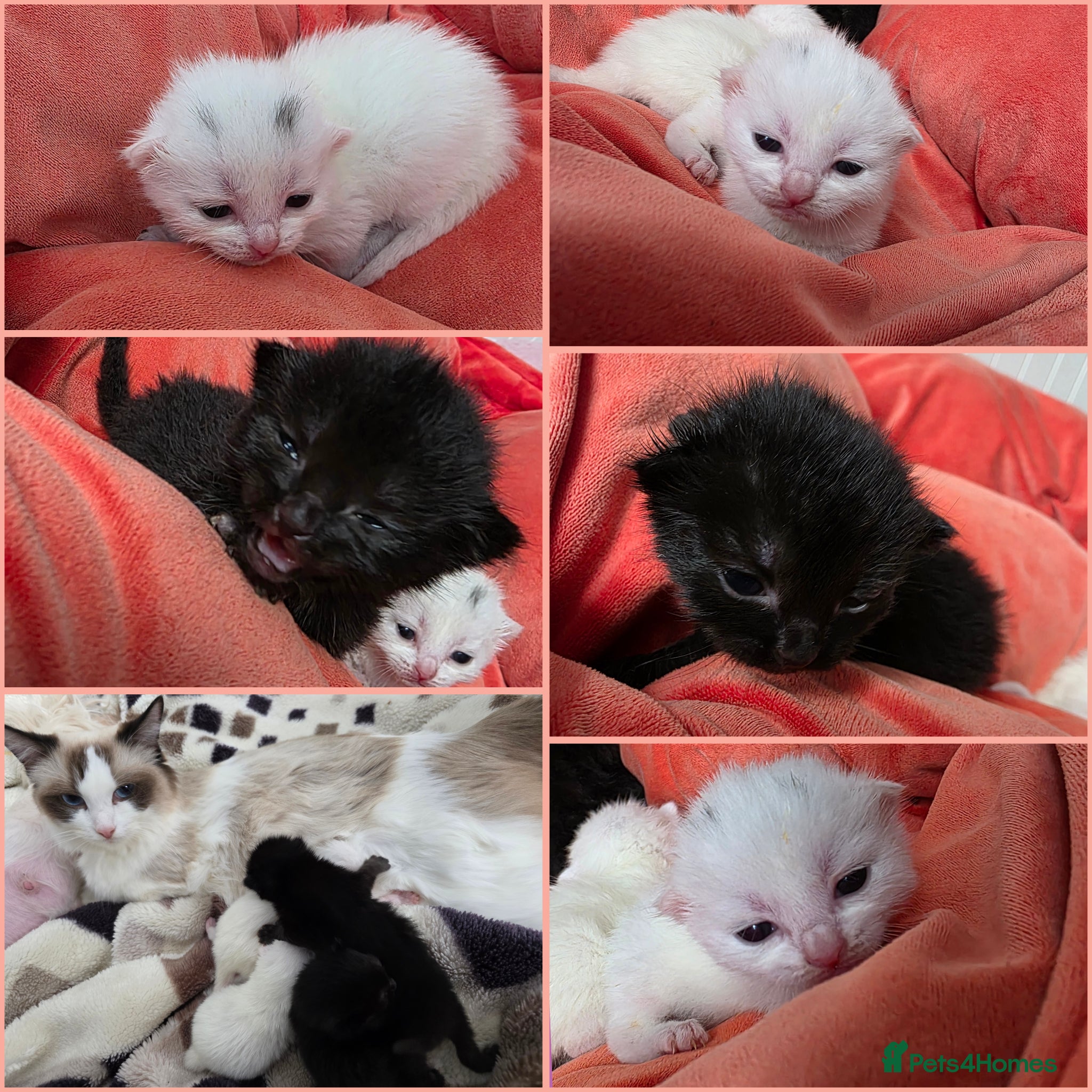 Mixed Breed cats Kittens😻Ragdoll mom x mixed breed dad😺 - Advert 16
